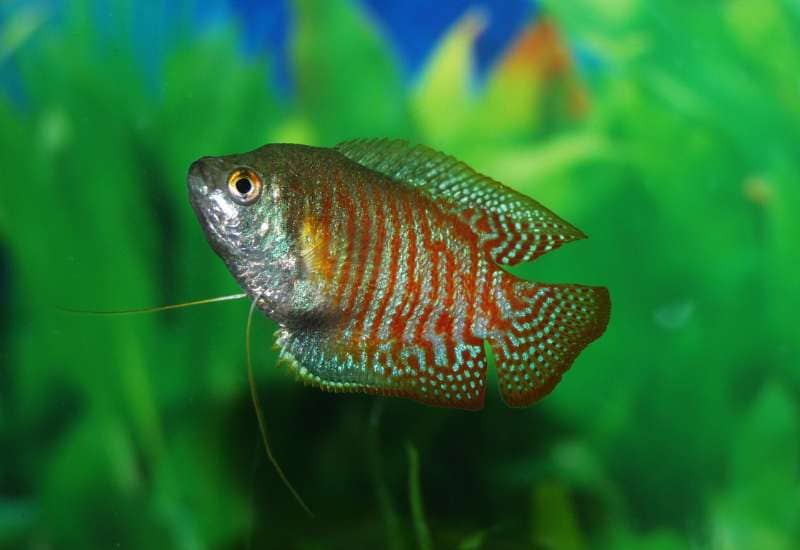 Gourami