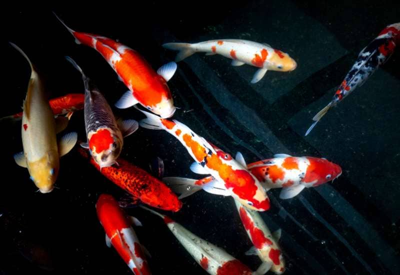 Koi