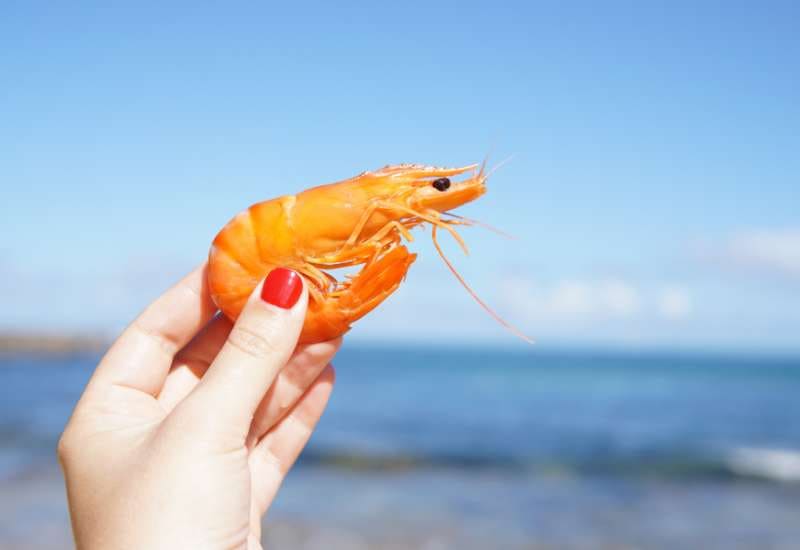 Shrimps