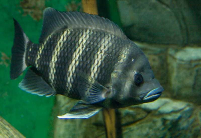 Tilapia